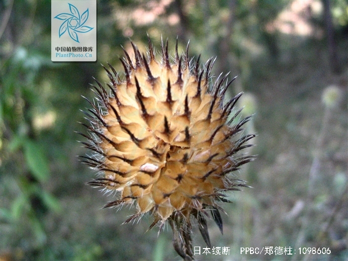  p>日本续断,学名dipsacus japonicus miq.