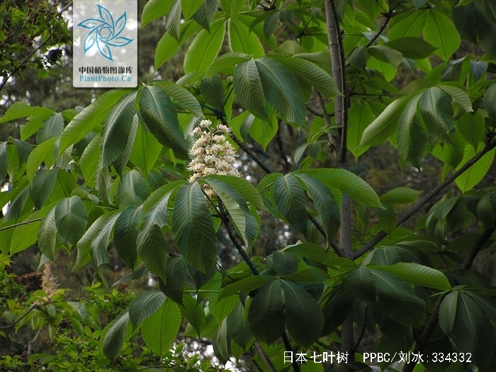  p>日本七叶树(学名: i>aesculus turbinata  /i>bl.