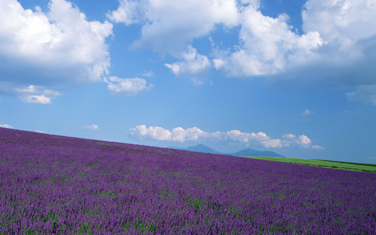  p data-id="gntwcpvu7h">薰衣草( i>lavandula angustifolia  /i>