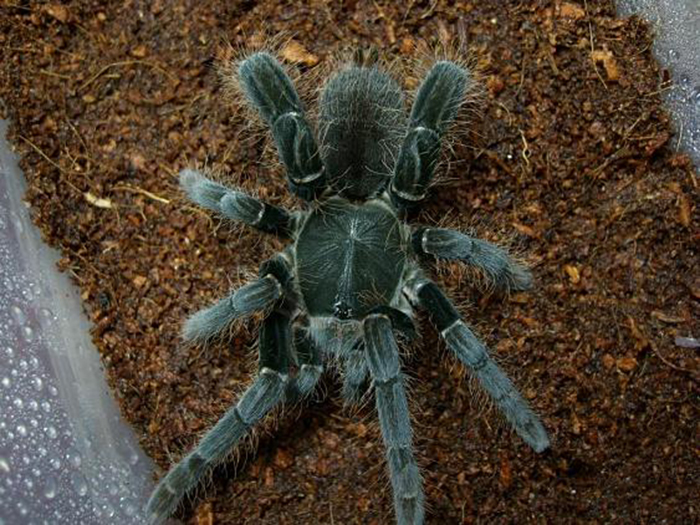 海格力斯巨人巴布