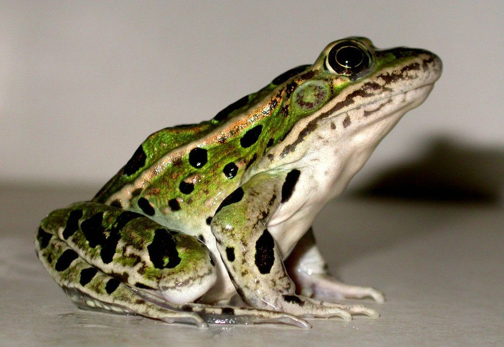  p data-id="gn7beimy8x">里奥格兰德豹蛙主要是水生的,多是夜间活动