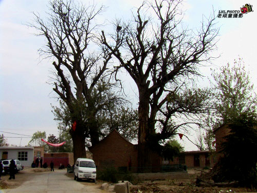 data-id="gnfe0oor8b">四棵树在宁夏永宁县李俊镇郭家湾子村北,有四棵