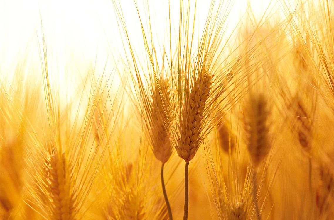  p>大麦(学名: i>hordeum vulgare /i> l.
