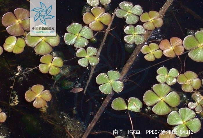  p> b>南国田字草 /b>(学名:marsilea crenata),为苹科苹属下的一个