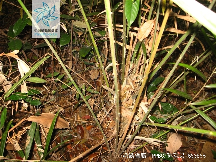  p>毛鳞省藤无茎,丛生,高2-3米.