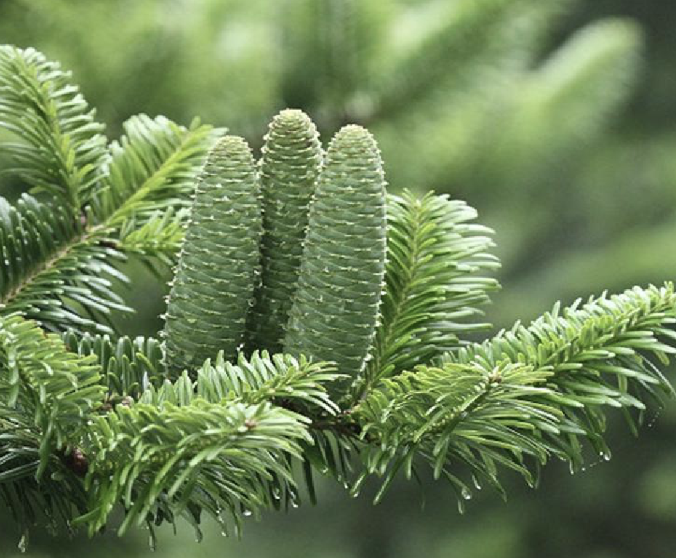  p>百山祖冷杉(学名: i>abies beshanzuensis /i> m. h.