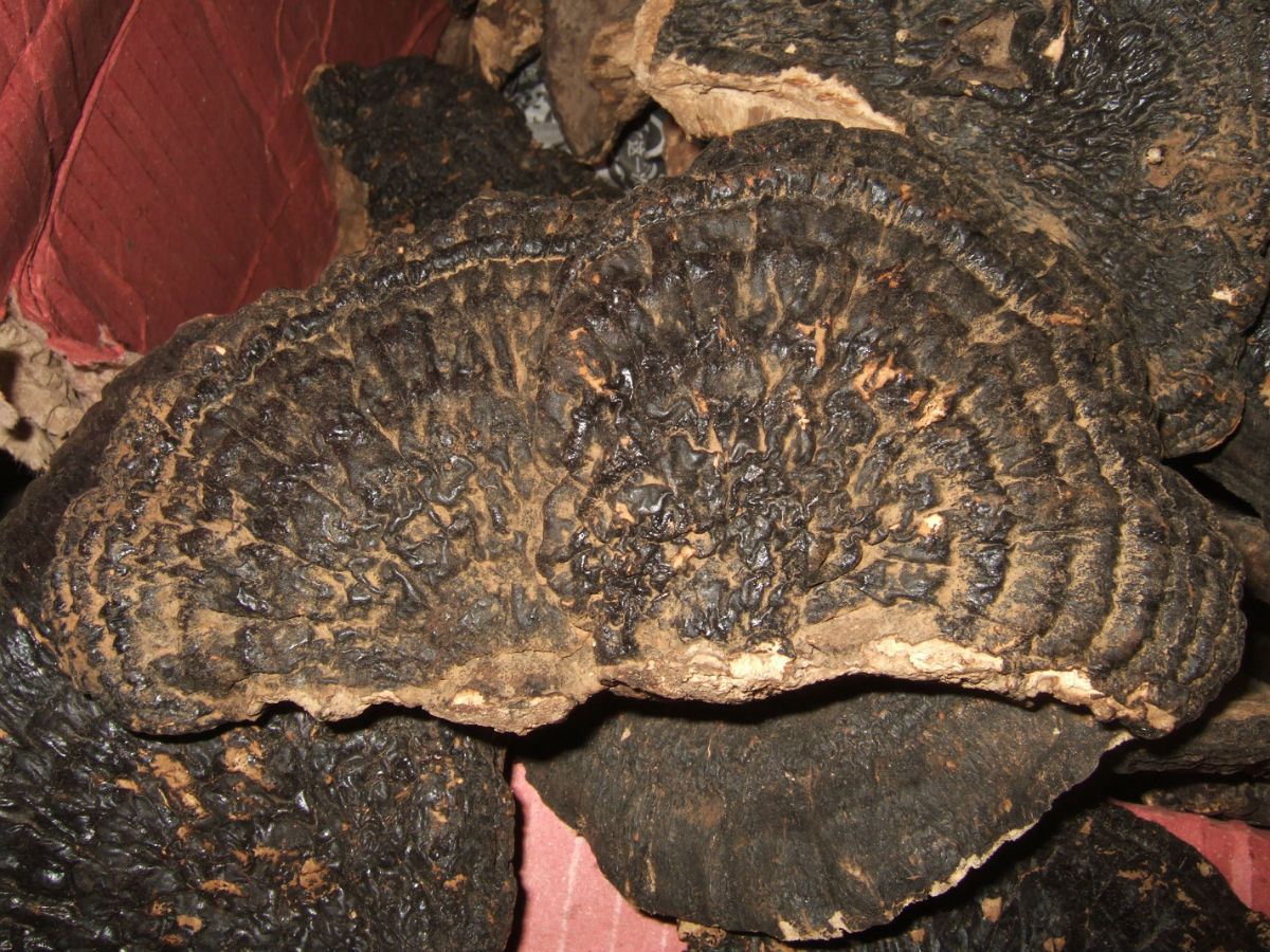 amauroderma fujianense