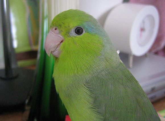  p>太平洋鹦哥(学名: i>forpus coelestis /i>)是一种小鹦鹉,体羽主要