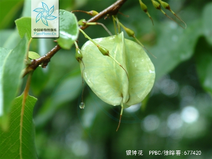 别名假杨桃,山杨桃,银钟树.