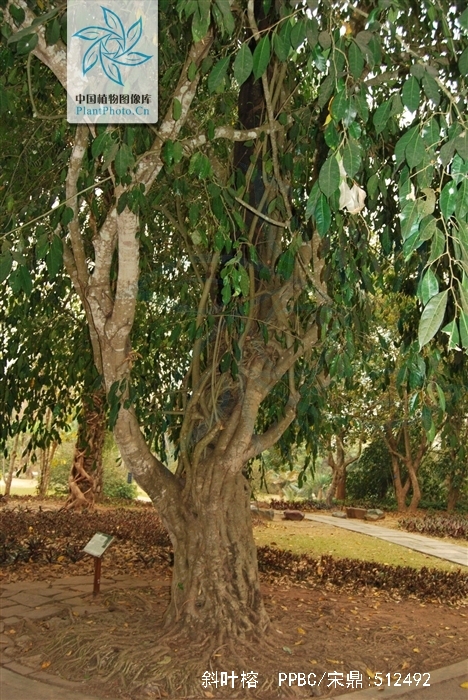  p>斜叶榕(学名: i>ficus tinctoria /i> subsp.  i>gibbosa  /i>(bl.