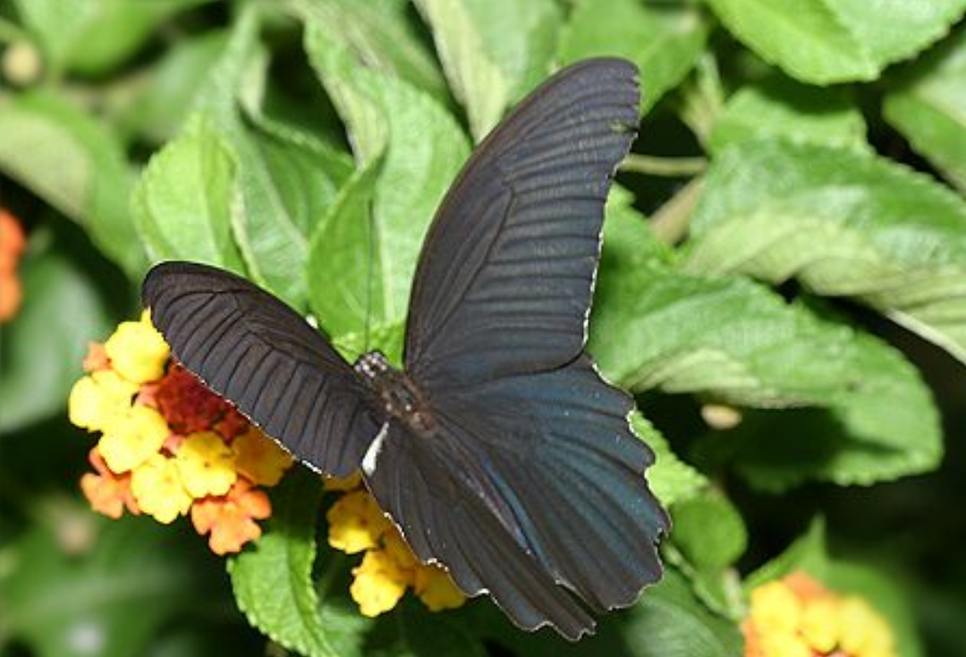 黑凤蝶