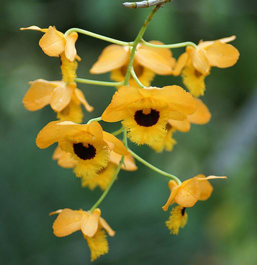 dendrobium fimbriatum hook.