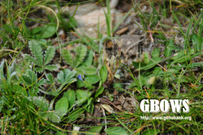 gentiana hyalina t. n. ho