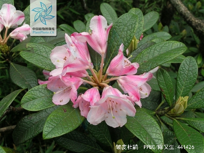  p>皱皮杜鹃(学名: i>rhododendron wiltonii /i> hemsl. et wils.