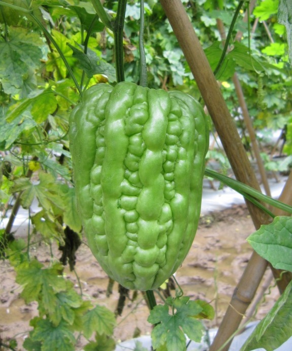 data-lemmaid="1934974">杂交 /a>而成,为油绿苦瓜系列杂交一代品种