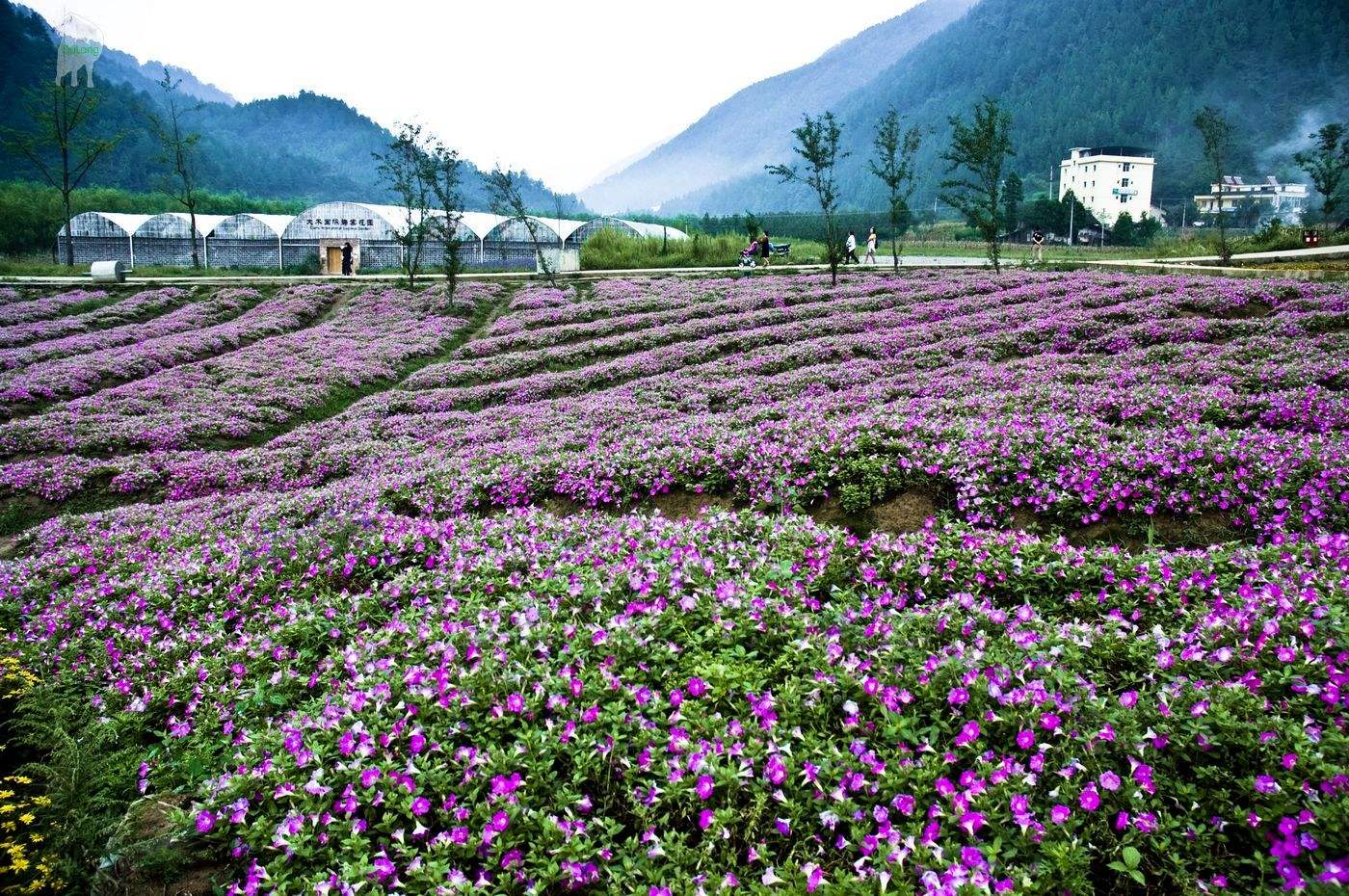 大木花谷景区