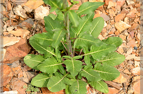  p>无毛大蒜芥是一种较为常见的 a target="_blank" href="/item/物种