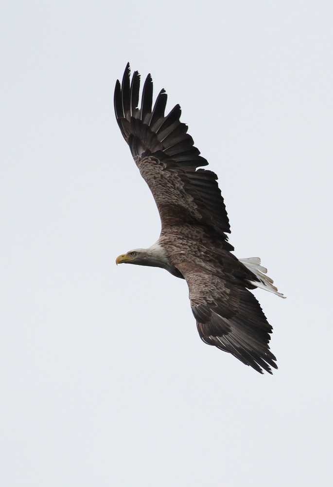  p>拟兀鹫(学名: i>gyps bengalensis /i>):是中型 a target="_blank"