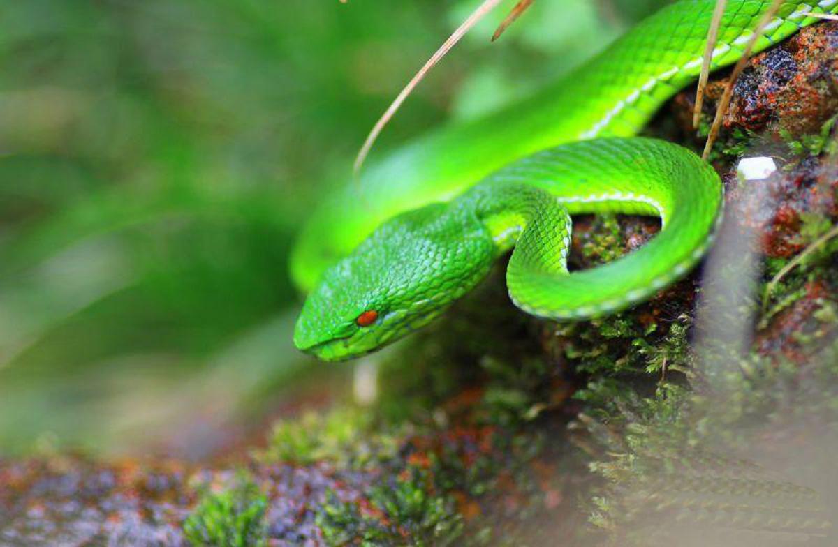  p>西藏竹叶青蛇(学名:trimeresurus tibetanus)为 a target="_blank"