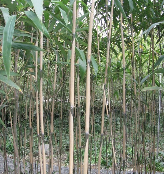  p>矢竹(学名: i>pseudosasa japonica /i> (sieb. et zucc.