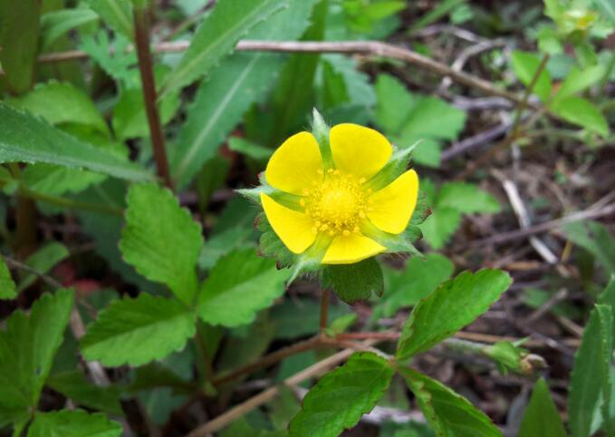 potentilla reptans var. sericophylla