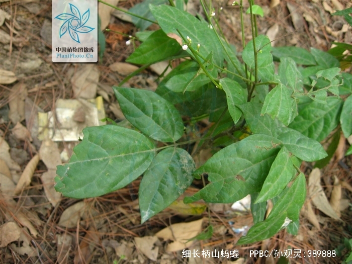  p>细长柄山蚂蝗(拉丁学名:podocarpium leptopus),为 a target="