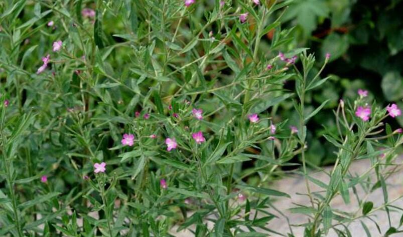  p> a href="#" data-lemmaid="1795415">硬毛柳叶菜 /a>,别名:丝毛