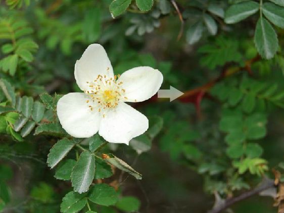  p>宽刺绢毛蔷薇(学名:rosa sericea lindl. form.