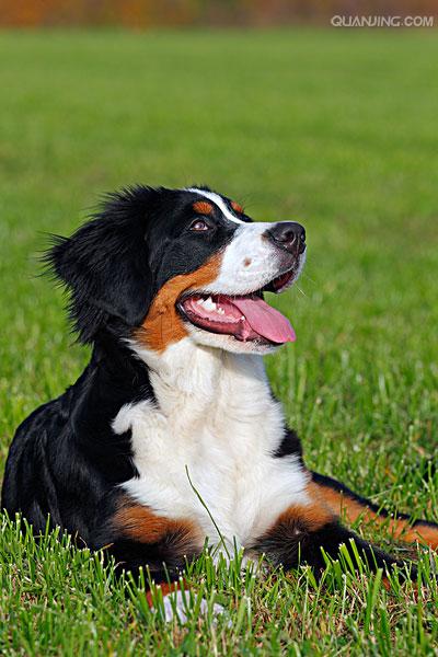 bernesemountaindog