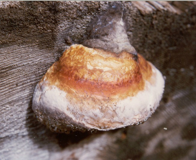  p>菌丝系统二体型;生殖菌丝透明,薄壁,有锁状联合,直径3-4μm;骨架