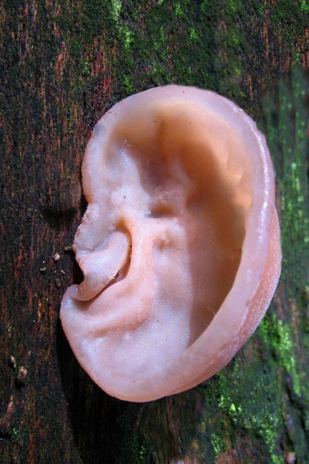  p>木耳科是木耳目下的一科,大约有21属.