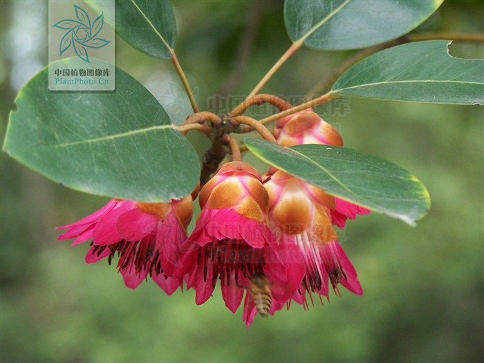 金缕梅科红花荷属 a href="#" data-lemmaid="5202575">常绿乔木 /a