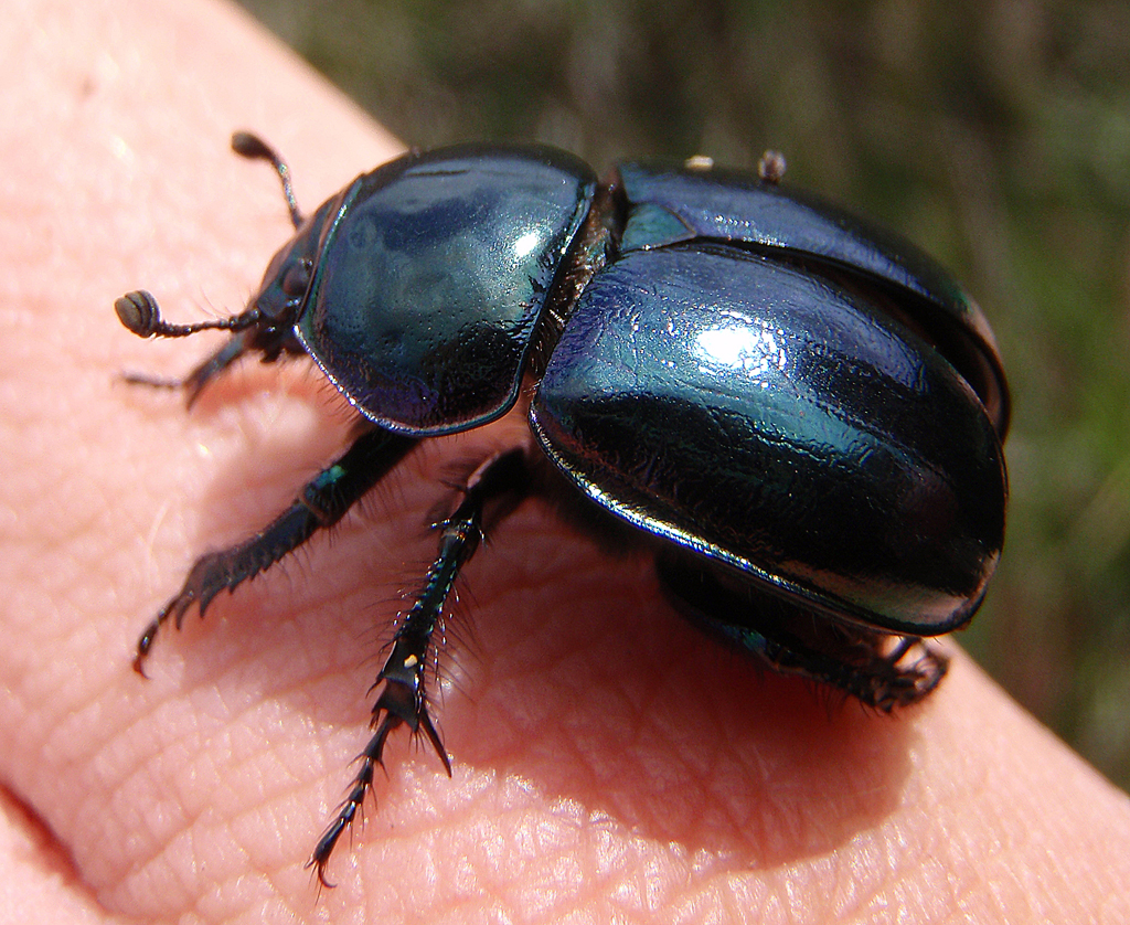 dung beetle