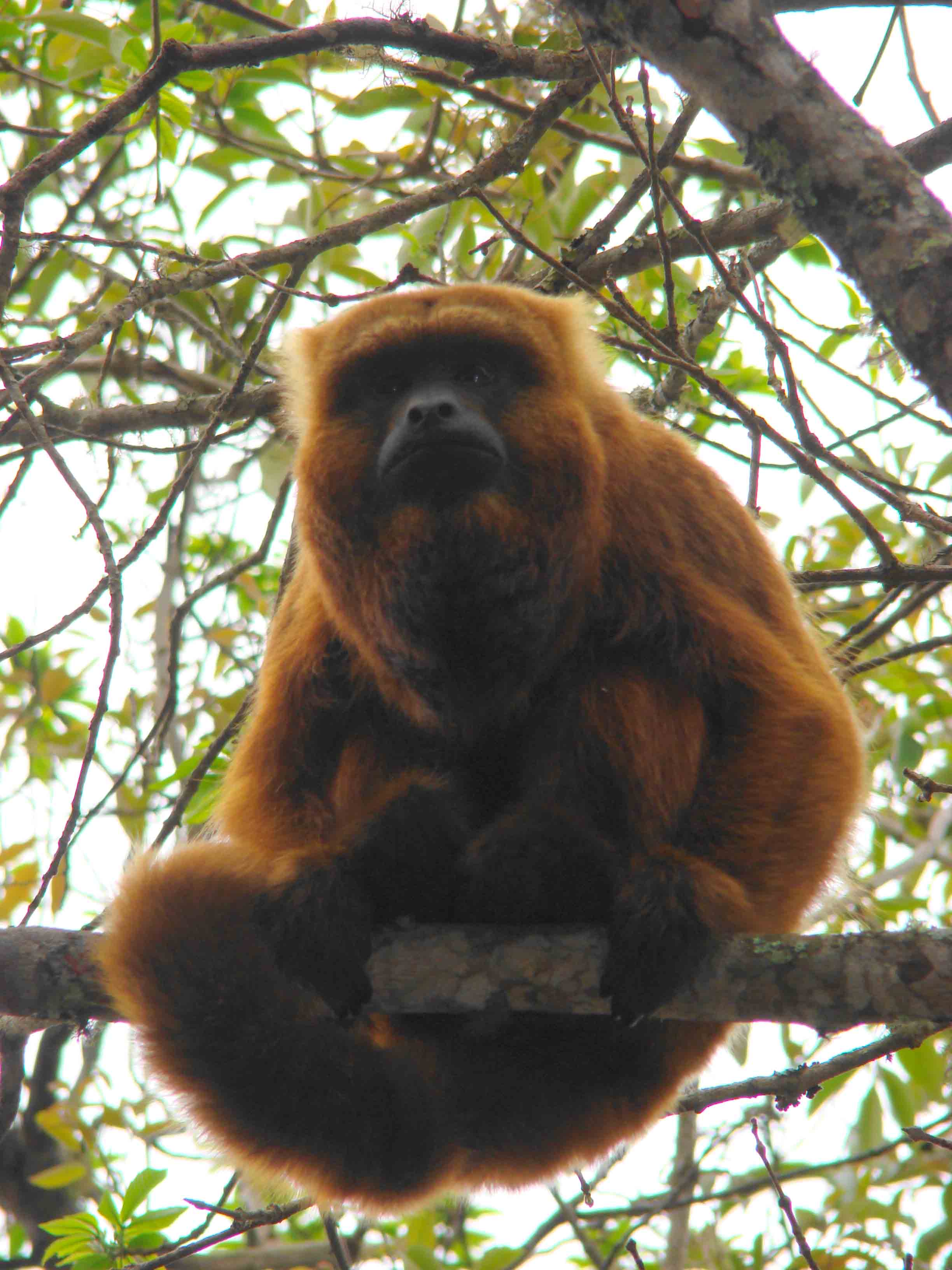  p>红吼猴( a href="#" data-lemmaid="8074290">学名 /a>alouatta