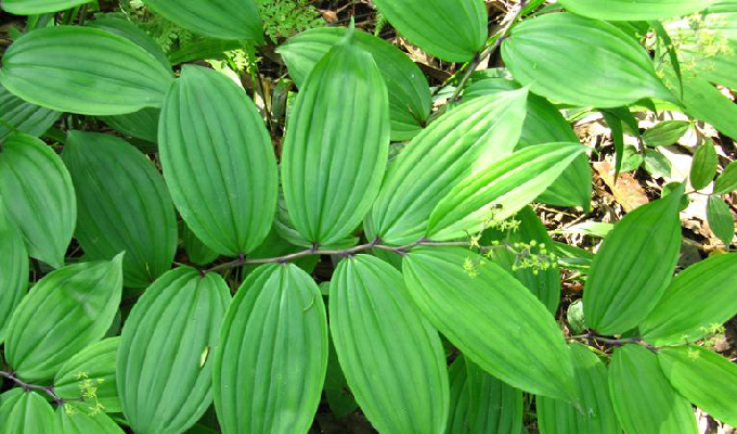  p>舞鹤草属 i>(maianthemum) /i>, a target="_blank" href="/item
