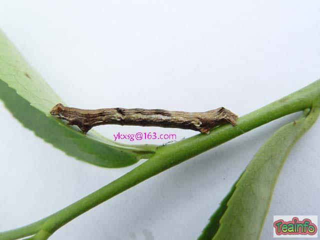  p>尺蠖(chǐ huò), a href="#" data-lemmaid="4339231">尺蛾 /a>的