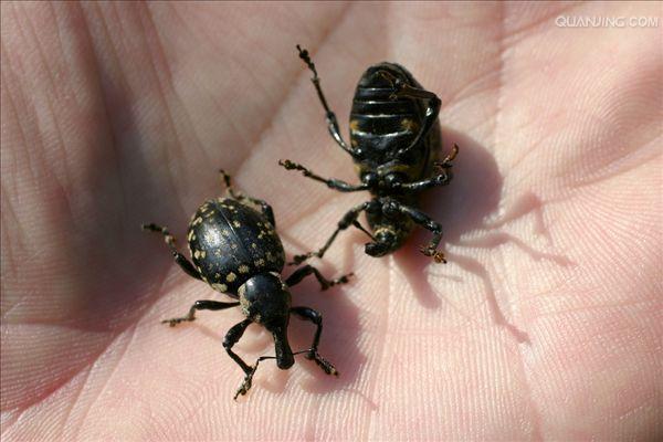  p>象鼻虫(elaeidobius kamerunicus)是 a href="#" data-lemmaid="