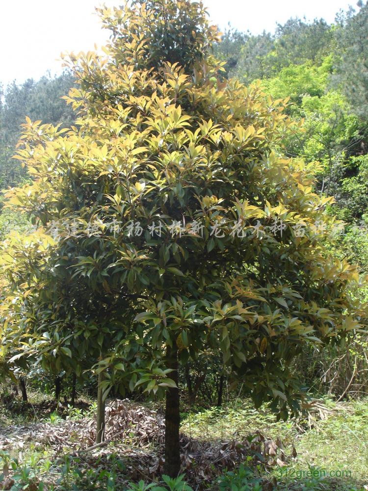是樟科,润楠属常绿中等 a target="_blank" href="/item/乔木/33239"