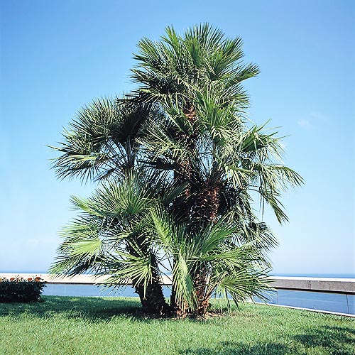 " data-ctrid="tb5fvrz487db">欧洲矮棕是棕榈科棕竹属的 /span> sup