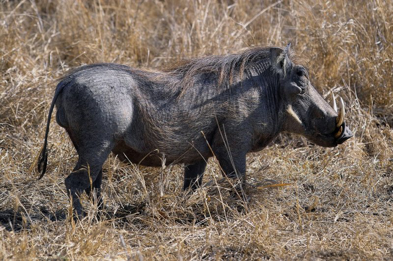  p>非洲疣猪(学名: i>phacochoerus africanus /i>):也称 a href="#">