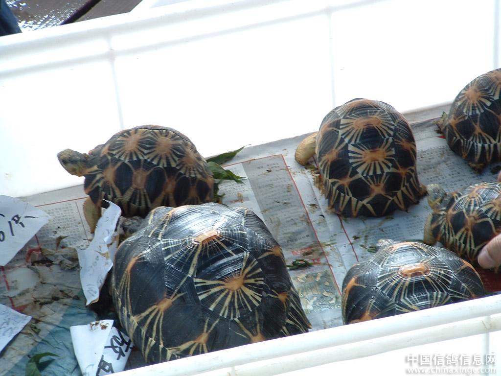  p>广州花地湾花鸟鱼虫批发市场位于广东省广州市荔湾区 a href="#">