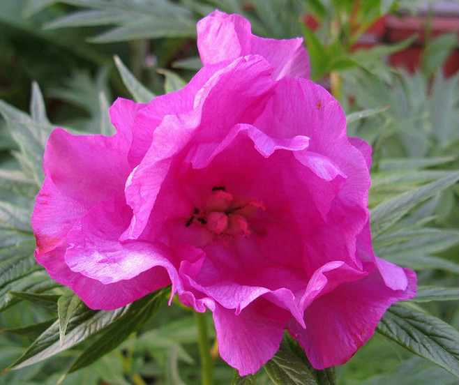  p>川赤芍(学名: i>paeonia veitchii /i>  lynch ):多年生 a target=