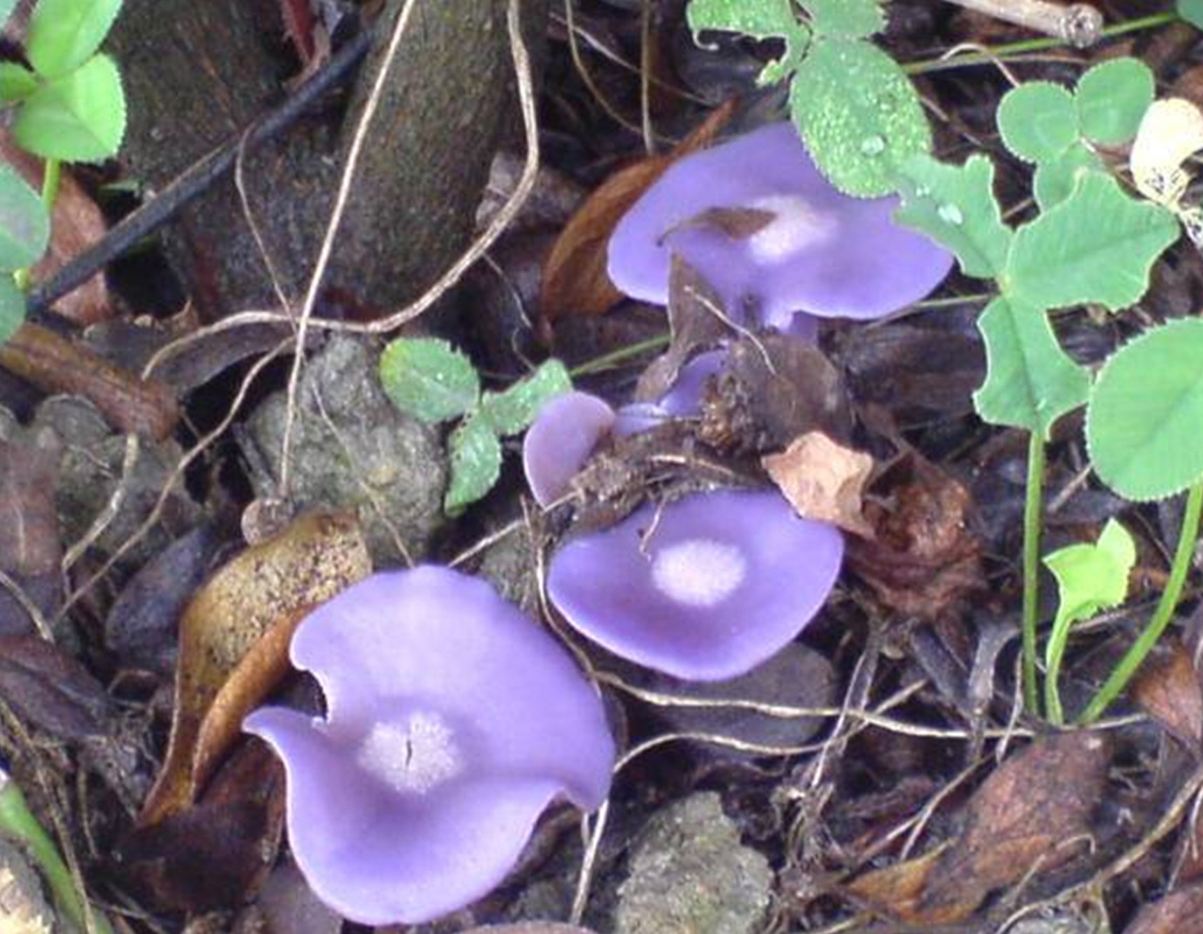  p>紫蘑菇,伞菌目,蘑菇科,蘑菇属 .子实体较小.