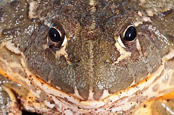  p>非洲牛箱头蛙, i>pyxicephalus adspersus /i>,简称非洲牛蛙,体型