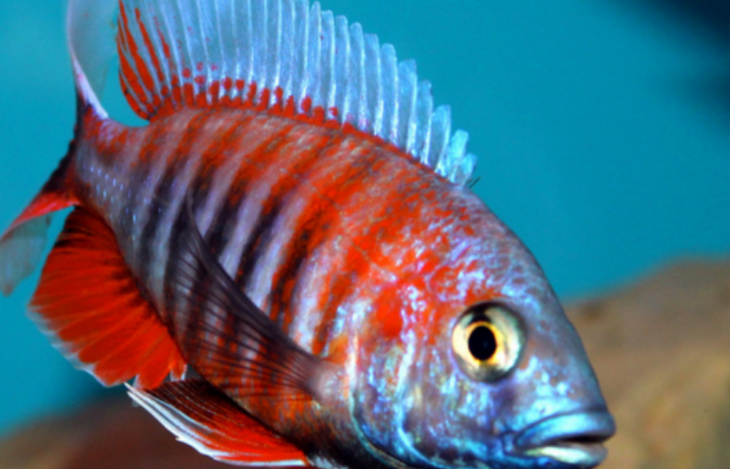  p>帝王艳红是慈鲷科孔雀鲷属动物. /p>