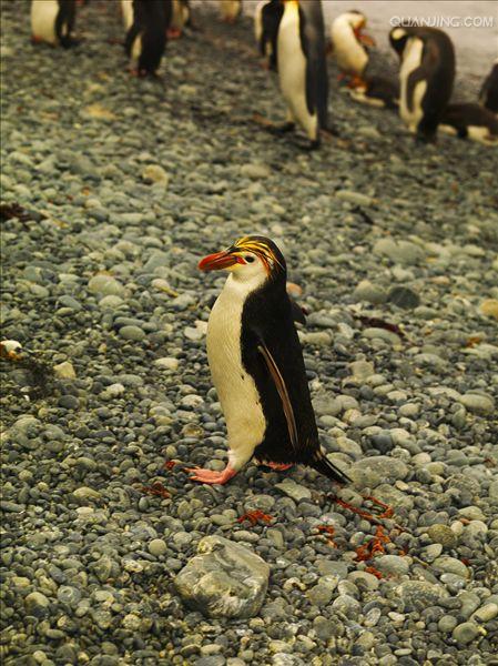  p>皇家企鹅(学名: i>eudyptes schlegeli /i>)是企鹅科,冠企鹅属动物