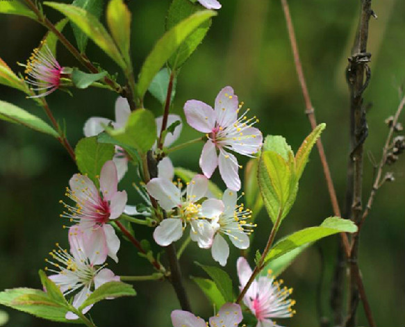  p>毛叶欧李(学名: i>cerasus dictyoneura /i>  (diels) yu et l): a