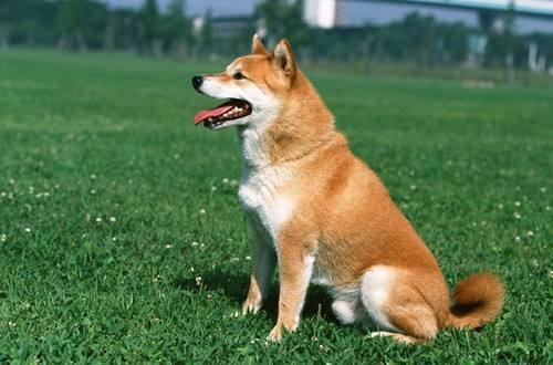 中华犬 百度百科