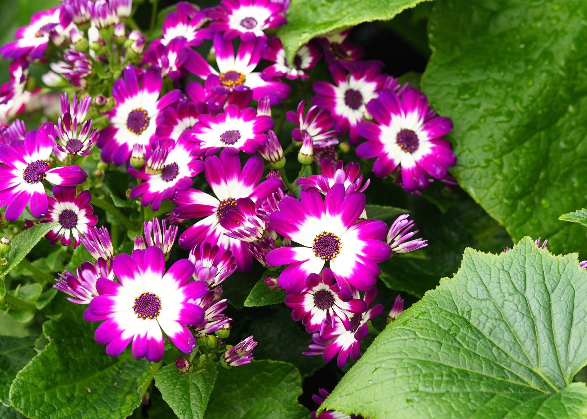  p>瓜叶菊(学名: i>pericallis hybrida /i>)是菊科瓜叶菊属植物,别称