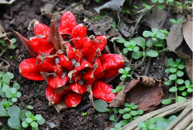  p>阳荷(学名: i>zingiber striolatum /i> di